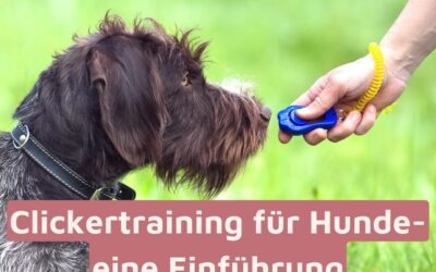 Clickertraining für Hunde – eine einfache Einführung (nicht nur) für Welpen