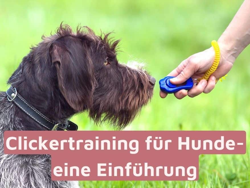 Clickertraining für Hunde – eine einfache Einführung (nicht nur) für Welpen