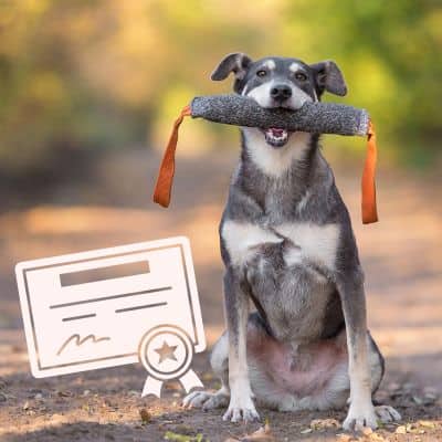 Hund möchte Hundeführerschein zeigen
