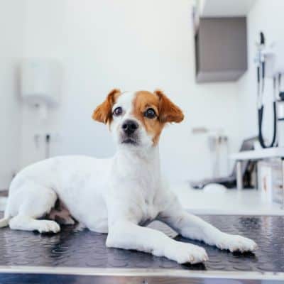 Hund beim Tierarzt - das kannst du tun, um den Besuch zu erleichtern