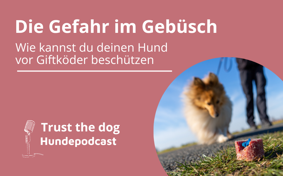 Giftköder – Wie du deinen Hund schützen kannst