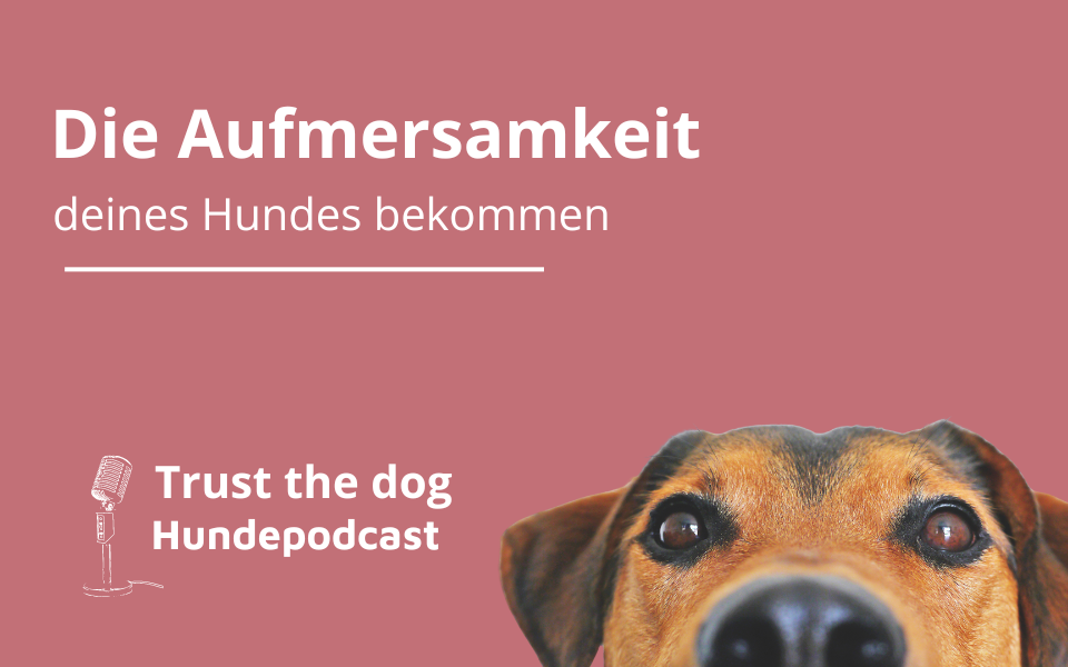 Aufmerksamkeit deines Hundes