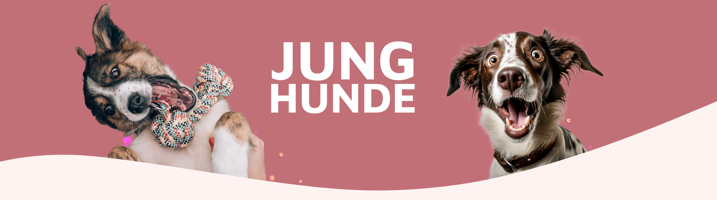 Onlinehundeschule, Onlinehundetraining, Hundeschule, Hundetraining, Trust the dog, Claudia Pauliks, Online Hundeclub