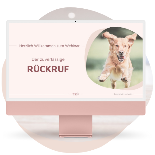 Onlinehundeschule, Onlinehundetraining, Hundeschule, Hundetraining, Trust the dog, Claudia Pauliks, Online Hundeclub, Rückruftraining
