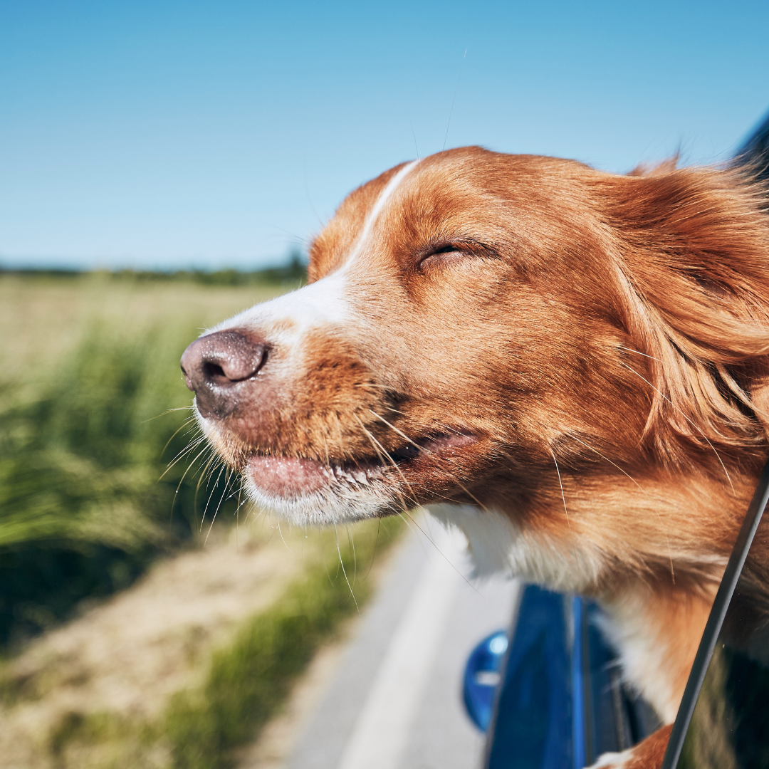 Sommer mit Hund - Podcast für Hundehalter