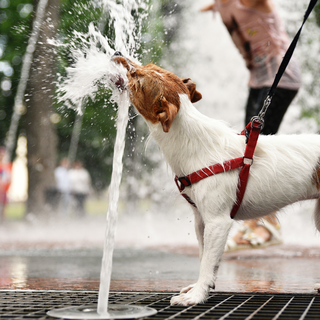 Sommer mit Hund - Podcast für Hundehalter