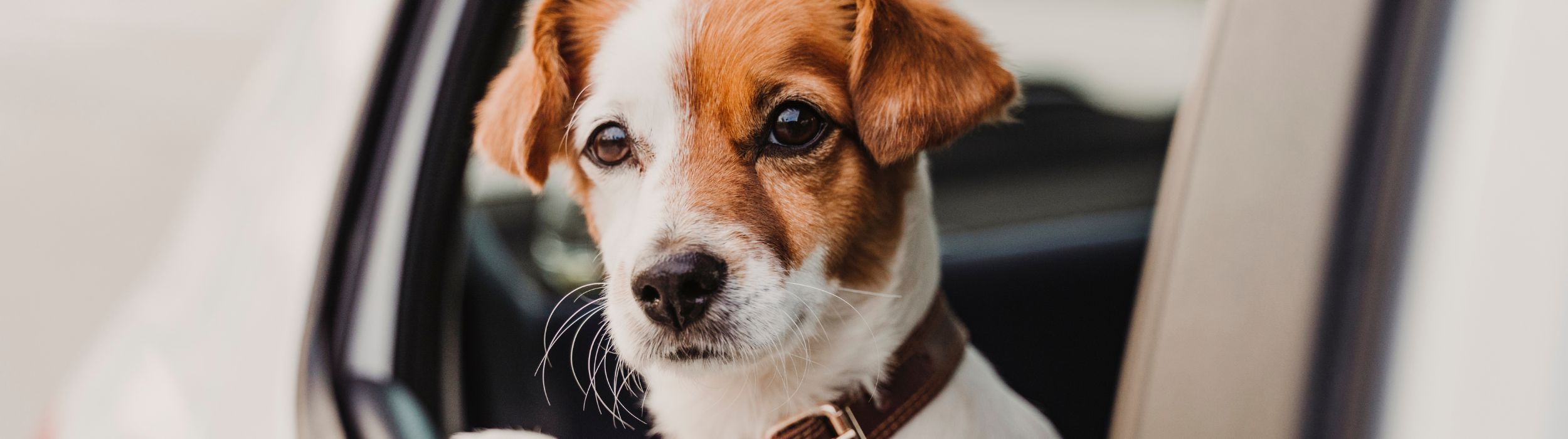 Welpenschule, Welpe, Tipps für Welpen, Onlinehundeschule, Onlinewelpenschule