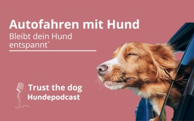 Autofahren mit Hund