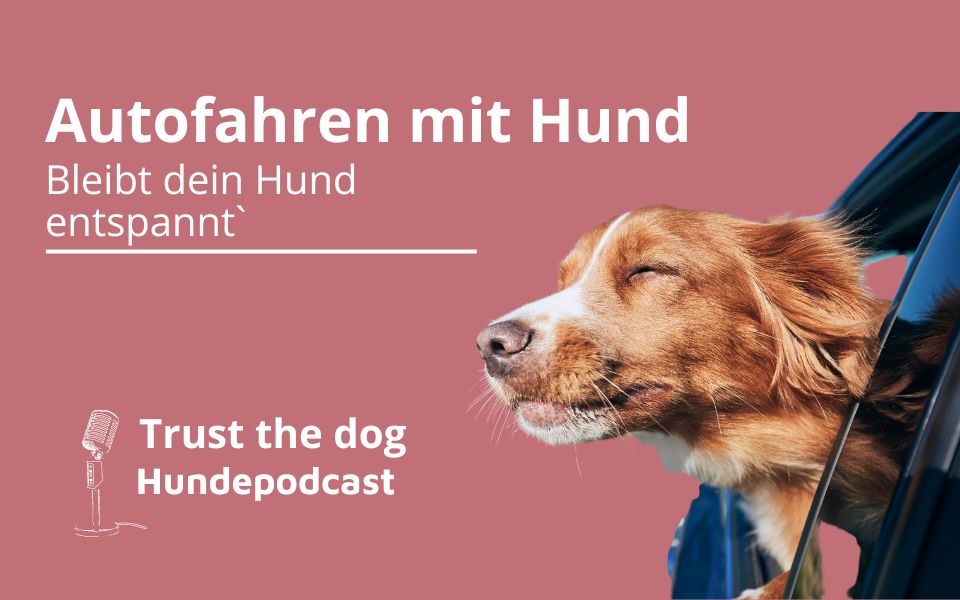 Autofahren mit Hund