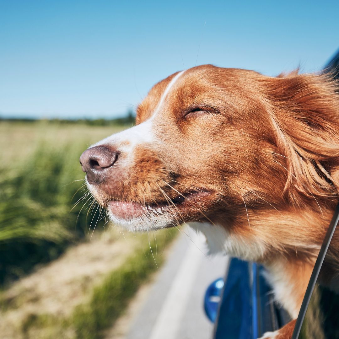 Welpenschule, Welpe, Tipps für Welpen, Onlinehundeschule, Onlinewelpenschule