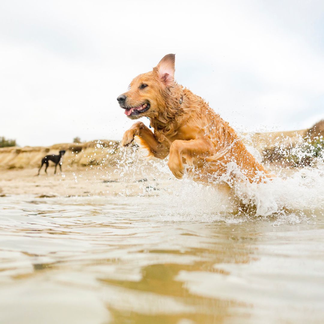 Welpenschule, Welpe, Tipps für Welpen, Onlinehundeschule, Onlinewelpenschule