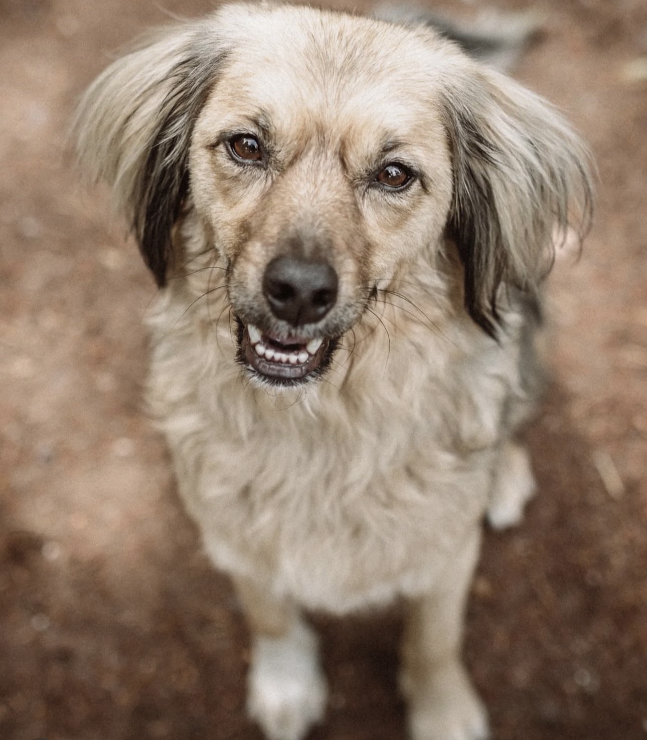 Feedback zur Onlinehundeschule - Online-Club. Training für Welpen