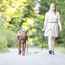 Kundenfeedback Foto - Merle mit Henry- Onlinehundeschule