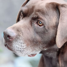 Kundenfeedback Foto - Merle mit Henry- Onlinehundeschule