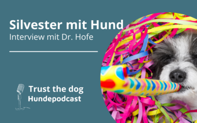 Silvesterangst bei Welpen: Wie du deinen Hund optimal vorbereitest  Silvester