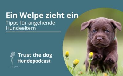 Ein Welpe zieht ein