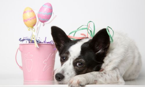 Blogartikel - Ostern mit Hund Ostern mit Hund - Welpe ostern, junghund ostern, hundeschule