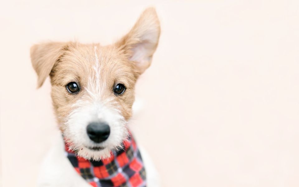Koerpersprache_Hund_Hundetraining_Welpen_Ohren