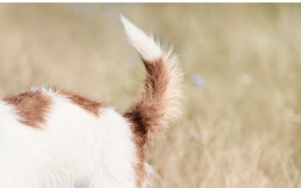Koerpersprache_Hund_Hundetraining_Welpen_Rute