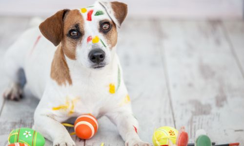 Ostern mit Hund - Blogartikel Ostern mit Hund - Welpe ostern, junghund ostern, hundeschule