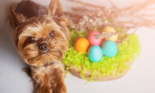 Ostern mit Hund - Blogbeitrag Ostern mit Hund - Welpe ostern, junghund ostern, hundeschule