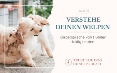 Körpersprache von Hunden richtig deuten