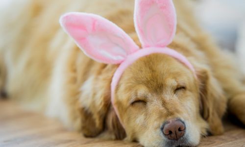 blogbeitrag-ostern mit hund Ostern mit Hund - Welpe ostern, junghund ostern, hundeschule