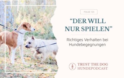 Richtiges Verhalten bei Hundebegegnungen