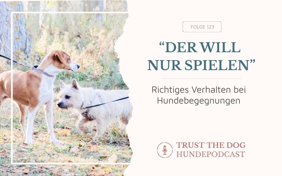 Richtiges Verhalten bei Hundebegegnungen