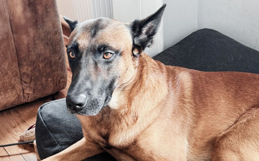 Hund mit einem Menschen. Körpersprache des Hundes.